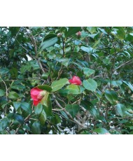 Aceite de camelia